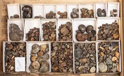 null Deux tiroirs d’ammonites essentiellement ammonites pyritées de France, et plusieurs...