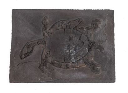 null Moulage d’une tortue fossile 33x24cm