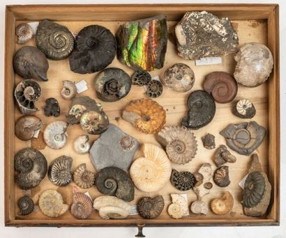 null Un tiroir d’Ammonites de très bonne qualité