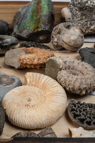 null Un tiroir d’Ammonites de très bonne qualité