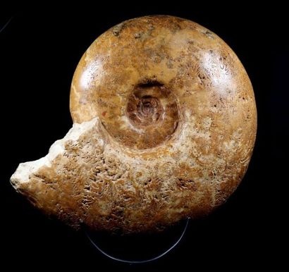null Puzosia mayoriana (D'Orbigny)
Age : Cretacé supérieur, Cénomanien
Provenance...