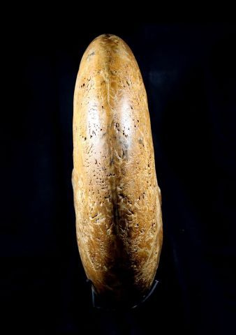 null Puzosia mayoriana (D'Orbigny)
Age : Cretacé supérieur, Cénomanien
Provenance...