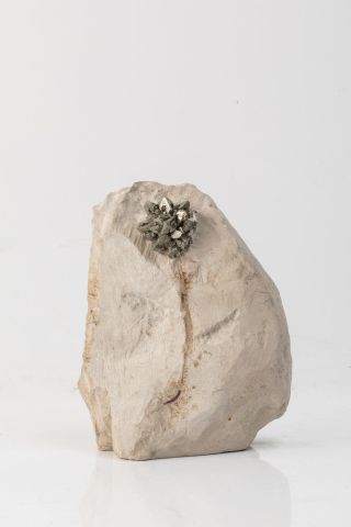 null Marcassite, belle fleur de 3,5cm, cristallisée et brillante sur une gangue de...