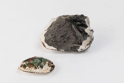 null Deux coquillages fossiles de Crimée, l’un avec de la Vivianite, l’autre avec...