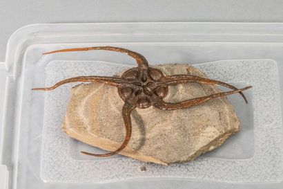 null OPHIURE 
Dégagé en trois « D », cette ophiure de l’ordovicien et de 16x10cm...