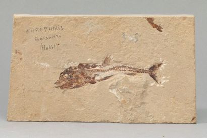 null *EURYPHOLIS BOISSIERI
Poisson fossile 11x3cm de Haskel au Liban. D’un âge d’environ...