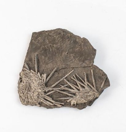 null NON VENU Oursin fossile sur une plaque 14x12cm : Acheocidaris sp, dévonien du...