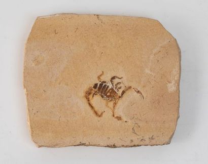 null Scorpion fossile, sur une plaque de calcaire 12x11cm, Santana formation de l’aptien...
