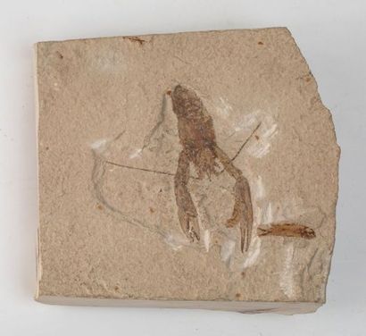 null Une plaque 14x14cm avec Homarus de Hakel au Liban, du cénomanien (crétacé s...