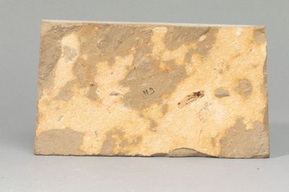 null *EURYPHOLIS BOISSIERI
Poisson fossile 11x3cm de Haskel au Liban. D’un âge d’environ...