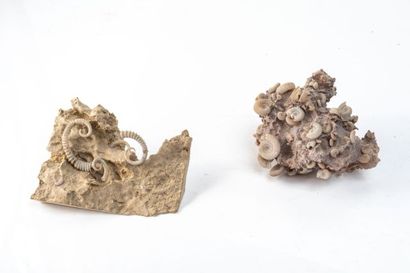 null Deux groupes d’ammonites siliceuses 10x8cm et 12x8cm des Monts du Lyonnais 
Du...