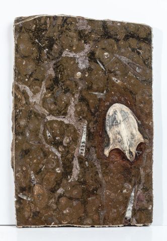 null Une plaque de marbre 65x42cm, du dévonien de la région d’Erfoud dans le sud...
