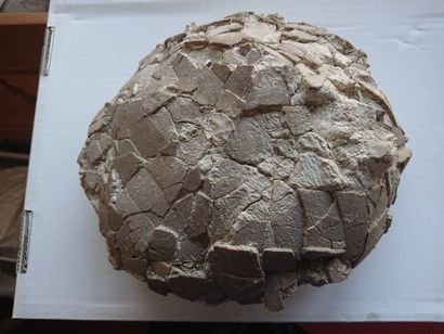 null NON VENU Œuf de Dinosaure 23x19x9cm : Caironoolithus sp. du Crétacé découvert...