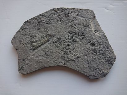 null NON VENU Calamar fossile 5cm : Rhomboteuthis lehmani sp. et Ophiures, sur une...