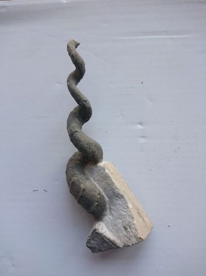 null NON VENU Ammonite déroulée 18cm : Hyphanticeras du Crétacé supérieur d’Alle...