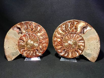 null Deux ammonites coupées chacune en deux parties polies, Madagascar. Dimensions:...