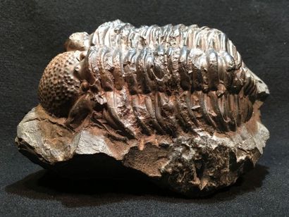null Trilobite phacops, Maros. Dimensions: 15 x 11 x 5 cm.