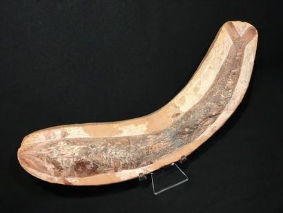 null Grand poisson fossile, Brésil. Dimensions: 48 x 11 x 6 cm. Poids: 5 kg. (Re...