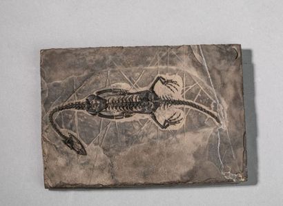 null Keichousaurus du Trias, 24 millions d'années, Chine. Dimensions: 15 x 10 cm....