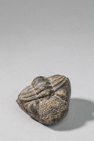 null Trilobite phacops recourbé sur lui-même entièrement dégagé du Dévonien, 300...