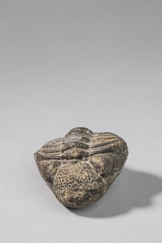 null Trilobite phacops recourbé sur lui-même entièrement dégagé du Dévonien, 300...