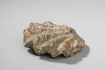null Fossile d'huître de l'Albien, Huanzala, Pérou de 11,5 x 9,5 cm.