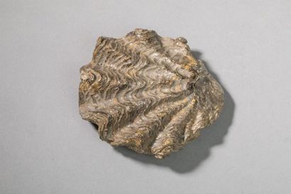 null Fossile d'huître de l'Albien, Huanzala, Pérou de 11,5 x 9,5 cm.