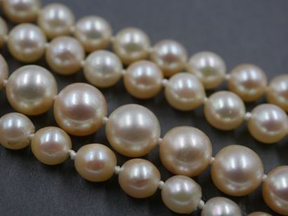 null Long sautoir de perles de culture japonaises en chute. Long./ 150 cm - Diam.:...