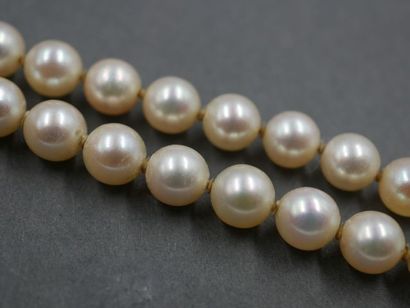 null Long sautoir de perles de culture japonaises en chute. Long./ 150 cm - Diam.:...