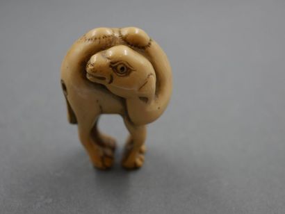 null Okimono en ivoire représentant un bébé chameau - Signé - CHINE - Fin XIX début...