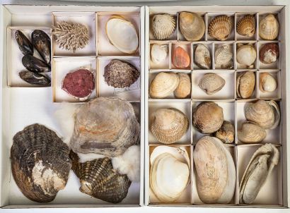 null Boites carton, terrestres (70 spécimens) et divers dont bivalves