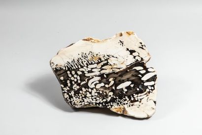 null Bois fossile « peanutwood », trous de pholades, Ouest de l'Australie.