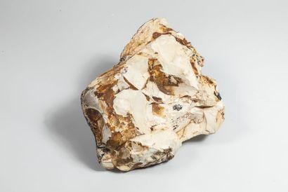 null Bois fossile « peanutwood », trous de pholades, Ouest de l'Australie.