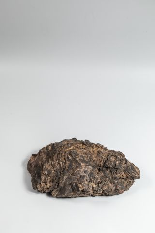 null Stromatolithe, algue fossile du dévonien, Erfoud, Maroc.