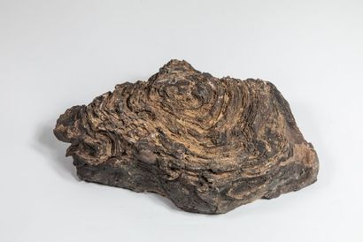 null Stromatolithe, algue fossile du dévonien, Erfoud, Maroc.