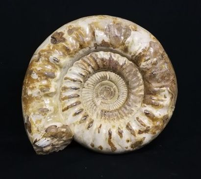 null Grande ammonite Cranosphinctes, de l’Oxfordien, dégagé sur les deux cotés. Madagascar,...