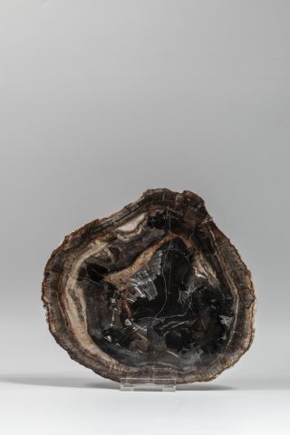 null Bois fossile, Indonésie, 24 x 22 cm.