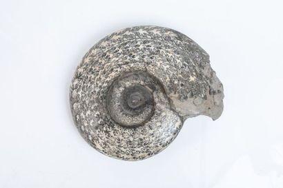Ammonites de Charlieu, lit de la Loire France....