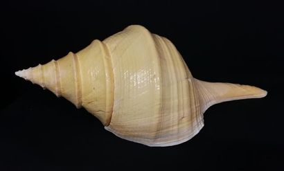 null Coquillage géant, Syrinx aruanus, Long.: 59 cm.