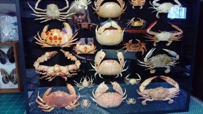 null Crabes, 22 spécimens faune mondiale, coffre, Dim.: 80 x 60 x 10 cm.