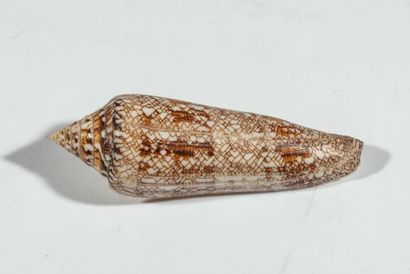 null NON VENU Conus bengalensis 103 mm ( Thailande) en bon état