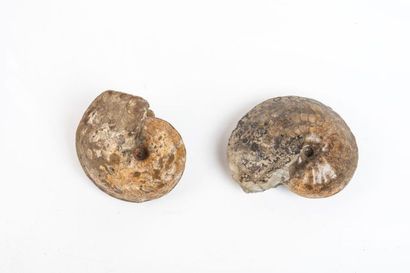 null Deux ammonites : Chauffaticeras du crétacé du Maroc.
