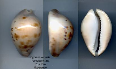 null CYPRAEIDAE
1 cypraea venusta forme roseopunctata 70,2mm, très belle qualité,...
