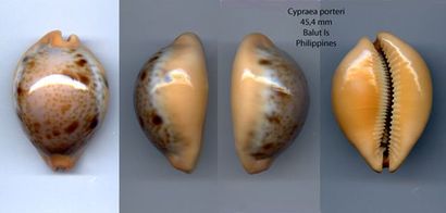 null CYPRAEIDAE
1 cypraea porteri 45,4mm, trés beau spécimen coloré, belle qualité,...