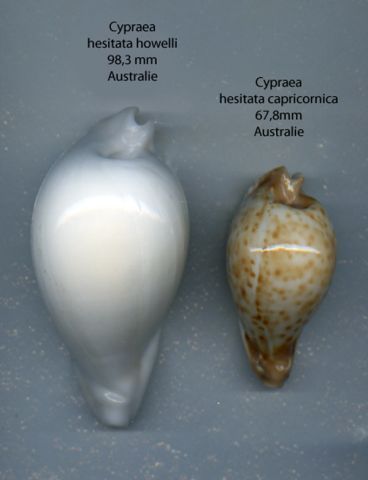 null CYPRAEIDAE
1 cypraea hesitata howelli, 98,3 mm, entièrement blanche céramique,...