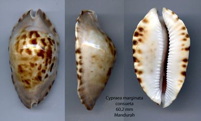 null CYPRAEIDAE
1 Cypraea marginata forme consueta 60,2 mm, très beau spécimen de...