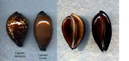 null CYPRAEIDAE
1 cypraea exusta grande 63,2mm, belle qualité , Aden, Mer Rouge
1...
