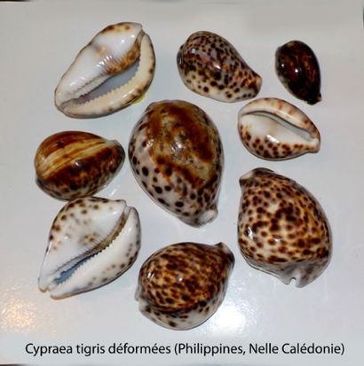 null CYPRAEIDAE
9 cypraea tigris (freak) avec déformations naturelles remarquables...