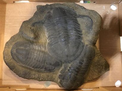 null Plaque avec trois trilobites. Dim.: 9 x 43 x36 cm. (moulage)
