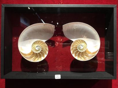 null Coupes de coquillages nacrés décoratifs, coffret double verre, 46,5x30x8 cm